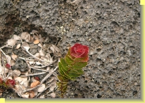 lava flower