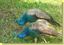 peacock x2